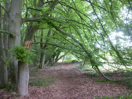 Ein grüner Tunnel über weich federndem Waldweg